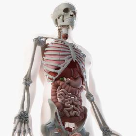 3D模型-Male Skin, Skeleton And Organs 3D model